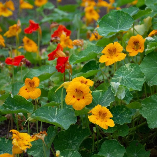 Nasturtium jewel africa - jewel, of