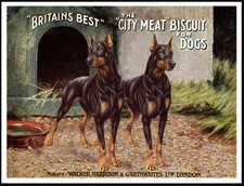 DOBERMAN PINSCHER DOGS DOG