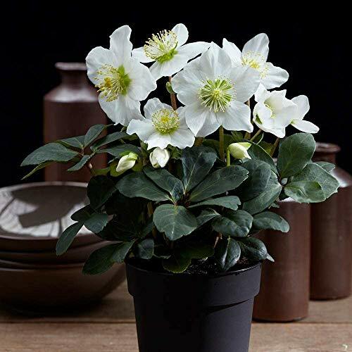 Hellebore potted garden - hellebore,