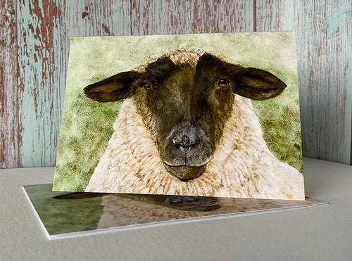 Suffolk sheep notecards pack - suffolk, notecards,