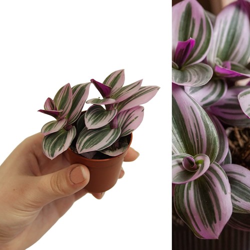 Tradescantia nanouk fantasy - tradescantia,