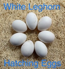 6-White Leghorn hatching eggs