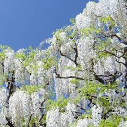 White wisteria seeds - white,