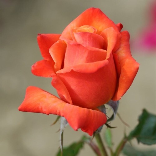 Remember rose 5 5l pot - me,