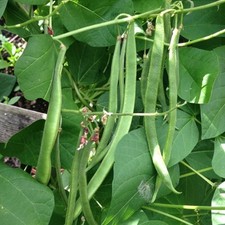Runner Bean Vegetable Plant 6