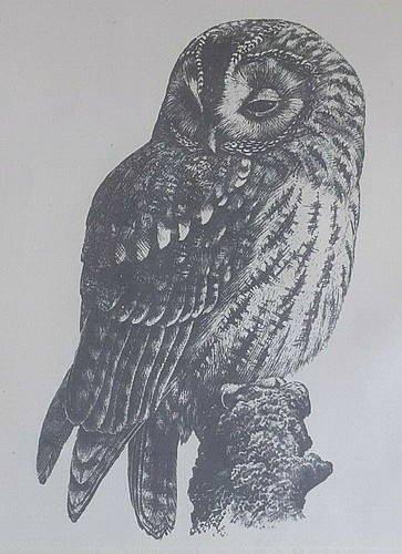 Tawny owl bird print by - tawny,