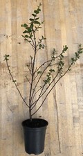 Dwarf Birch (Betula nana) tree