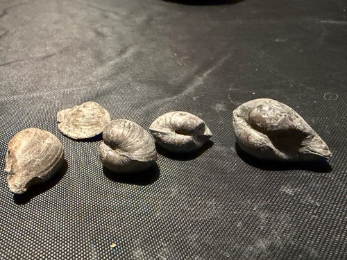 Whitby fossil shell lot - fossil, –