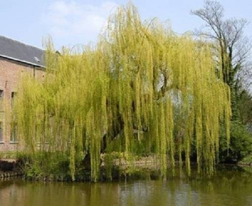 Salix chrysocoma weeping - chrysocoma,