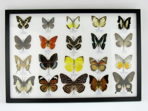 Beautiful butterfly - beautiful,