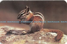 R326045 A Chipmunk universal pet in the mountains Sanborn Souvenir Ansco Color B