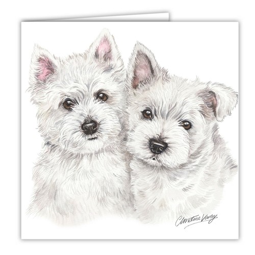 West highland terrier puppies - highland,
