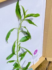 25cm+ SWEET ALMOND TREE Seedling ?  Free 1st Class Delivery - Ready To Plant