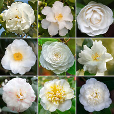 White Camellia Shrub | Vibrant Evergreen Potted Outdoor Garden Ready Plant