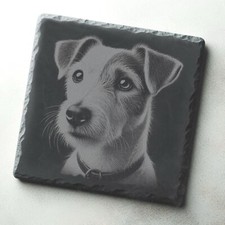Jack russell terrier dog - jack,