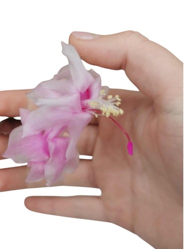 Christmas cactus - christmas, cactus-