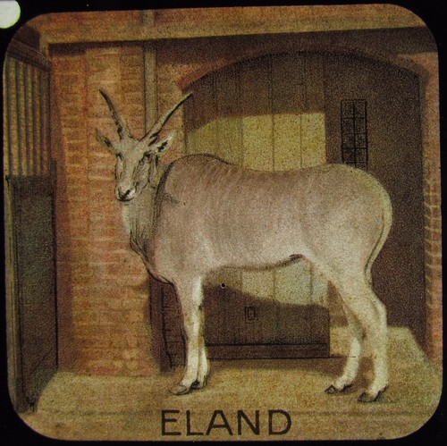 Glass magic lantern slide - lantern, an