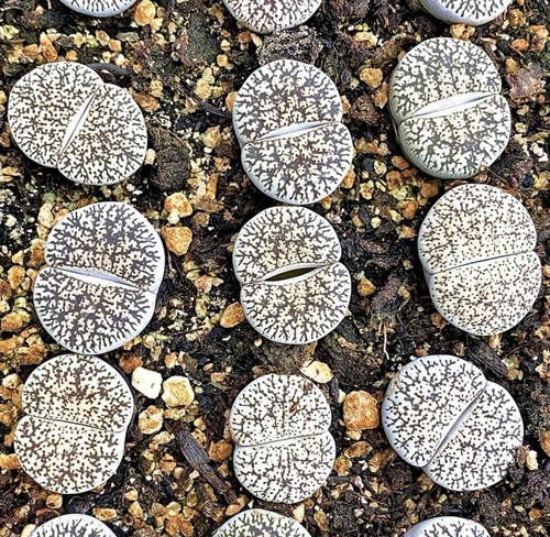 Sale lithops lesliei - lesliei, var