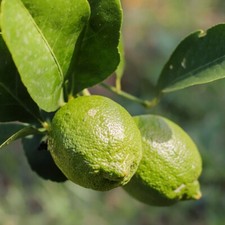 Lime 'Mexican Lime'. 4L Plant