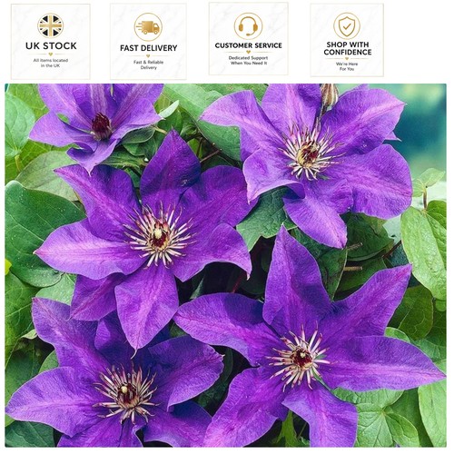 Garden ready clematis the - clematis, 'the