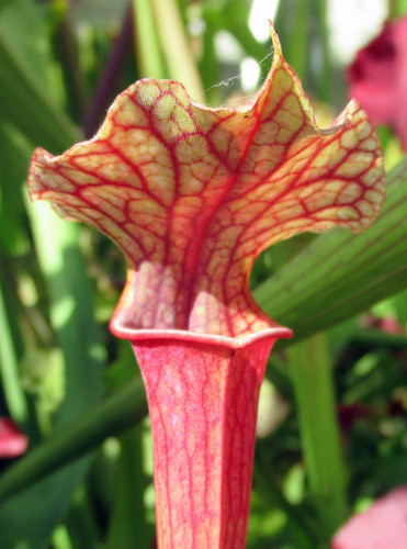 Sarracenia moorei near - moorei, “near
