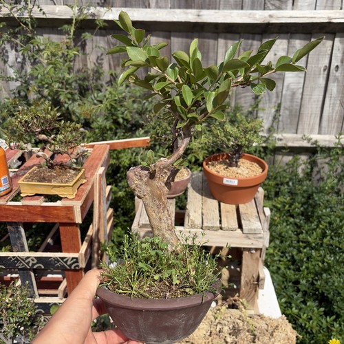Naturally grown seedling