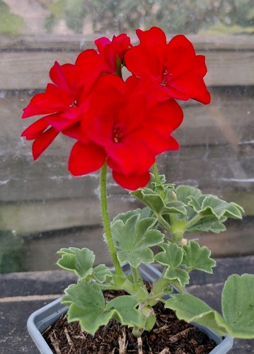 Pelargonium solo hybrid - pelargonium,