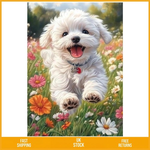 Beautiful white bichon frise - white,