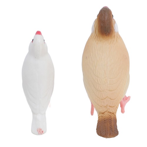 Finch bird life cycle - finch,