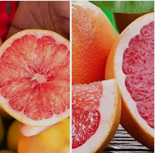 Grapefruit citrus potted - grapefruit,
