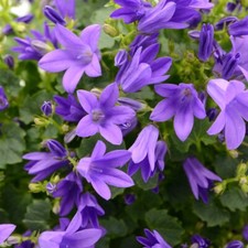 Campanula poscharskyana blue - campanula,