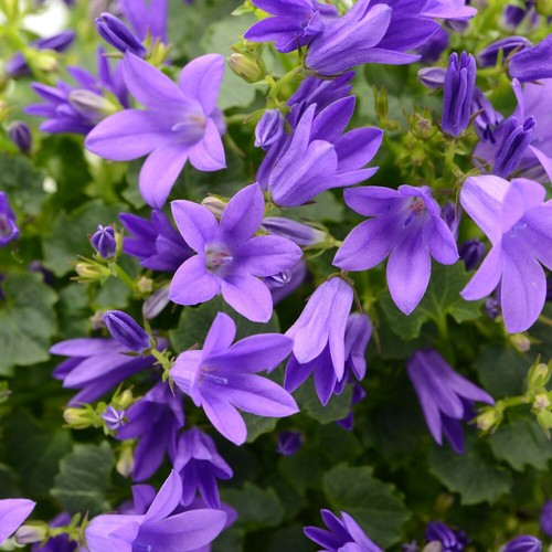 Campanula poscharskyana blue - campanula,