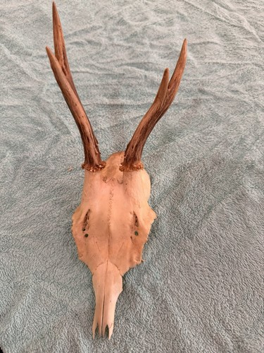 Roe deer skull cap antler - roe,