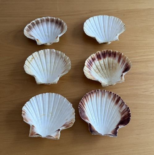 Natural scallop shells - natural,