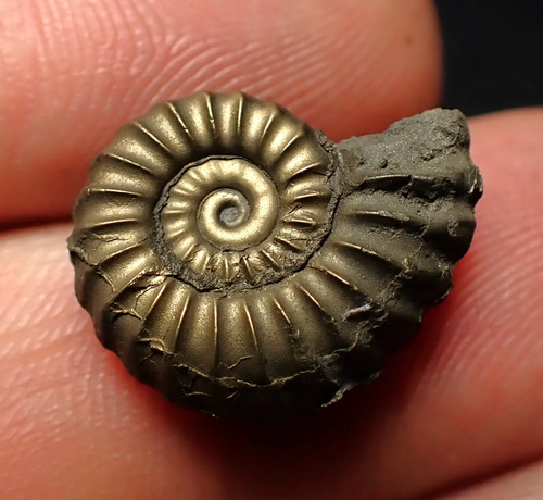 Promicroceras pyritosum