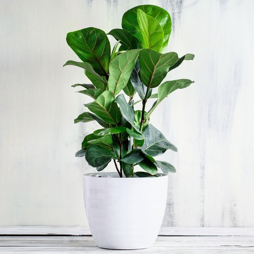 Fiddle leaf fig ficus lyrata - ficus,