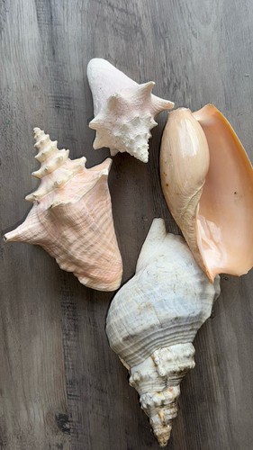 Real sea shells home - real,