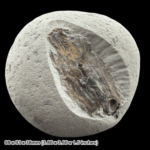 Loligosepia bucklandi fossil - bucklandi,