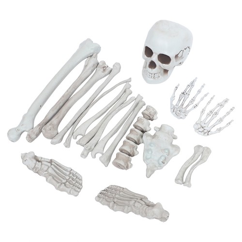 Simulated skull model - skull,