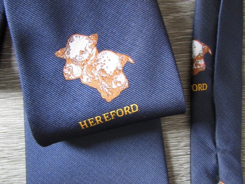 Hereford cow cattle cows - hereford,