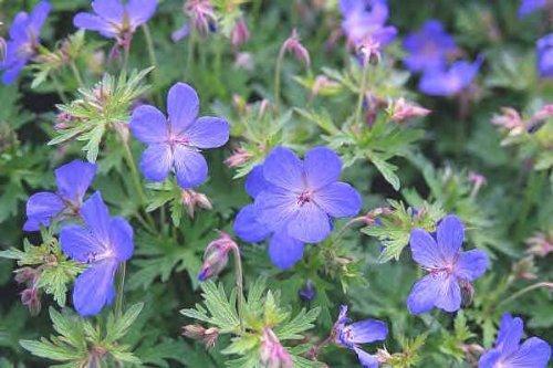 Hardy geranium johnson blue - hardy, johnson's