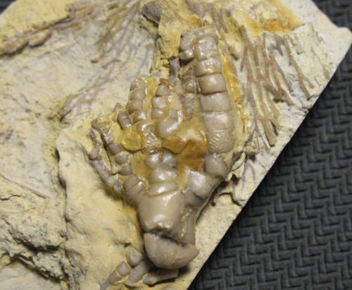 Ordovician bromide - ordovician,