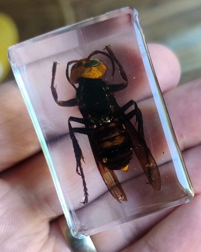Real flying asian hornet - asian,