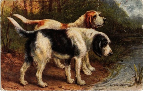 Cpa otter hounds dogs - dogs, (727858)