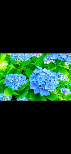 Cuttings hydrangea - 10,