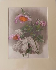 Antique Chromolithograph