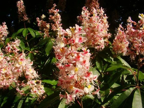 Aesculus indica tree indian - indica, tree,