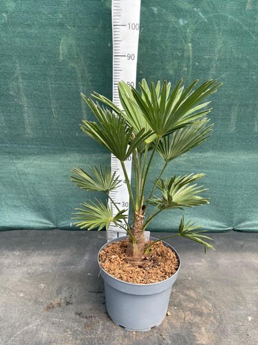 Trachycarpus wagnerianus - , 10