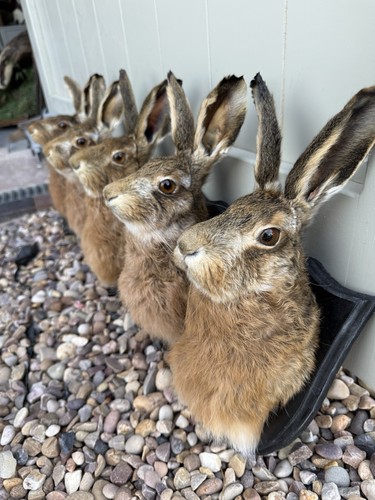 Scottish mountain hares new - mountain,