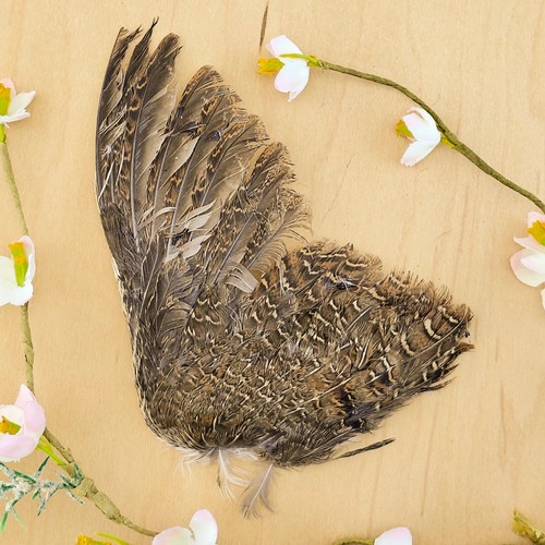 Quail wing taxidermy - quail,